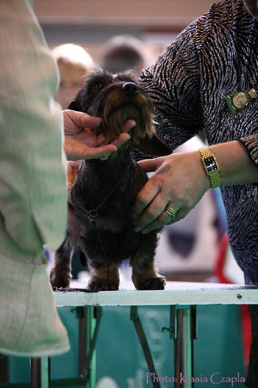 Crufts2011_2 991.jpg